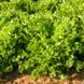 Мирна - семена салата, 5000 шт, Enza Zaden 85410 фото 1