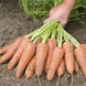 Карини - семена моркови, 500 г, Bejo 61868 фото 2
