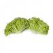 Лугано - насіння салату, 5000 шт (драже), Rijk Zwaan 50598 фото 1
